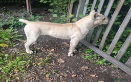 Cane Corso dogs for sale: Cane Corso Puppies - Advert 1