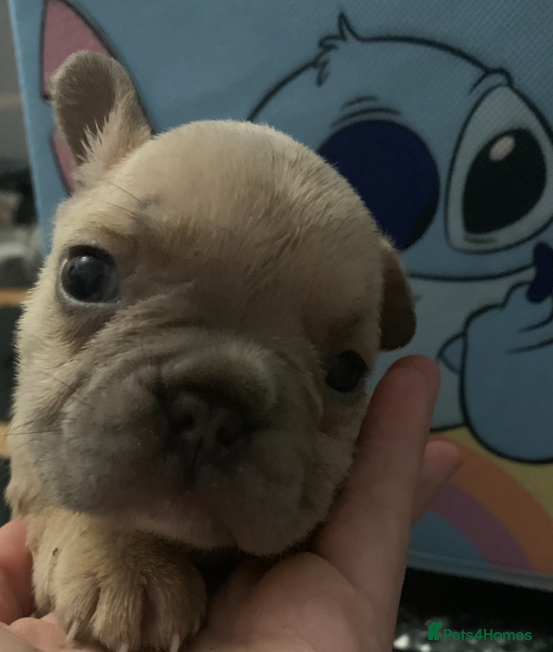 French Bulldog dogs for sale: French bulldogs reduced  ❤️  - Advert 21