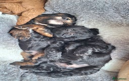 Cavapoo dogs for sale: Toy Cavapoo puppies - Image 20