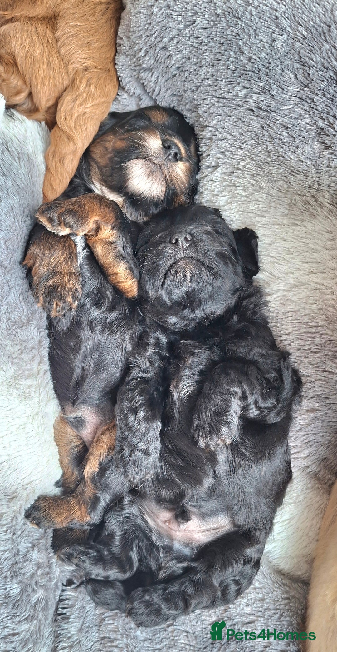 Cavapoo dogs for sale: Toy Cavapoo puppies - Image 20