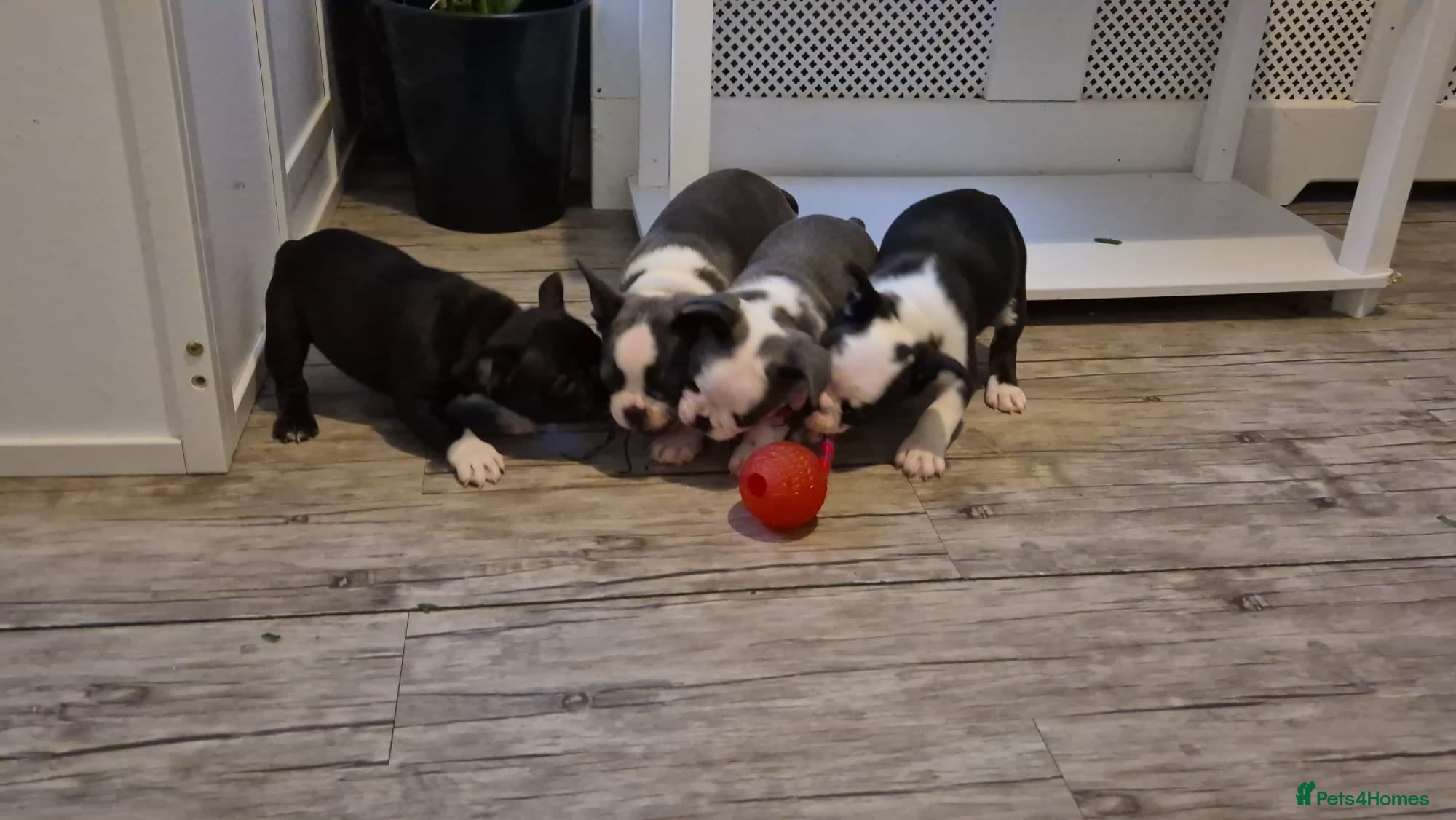 French Bulldog dogs french bulldog puppies - Advert 11