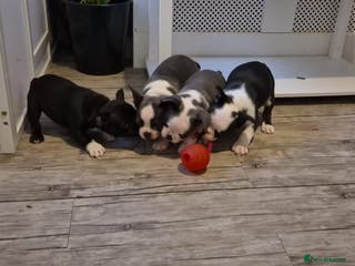 French Bulldog dogs french bulldog puppies - Advert 11