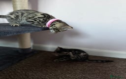 Bengal cats for sale: 🐆✨[REDUCED TO CLEAR!!] LAST THREE PURE BENGAL’S❤️ - Image 34