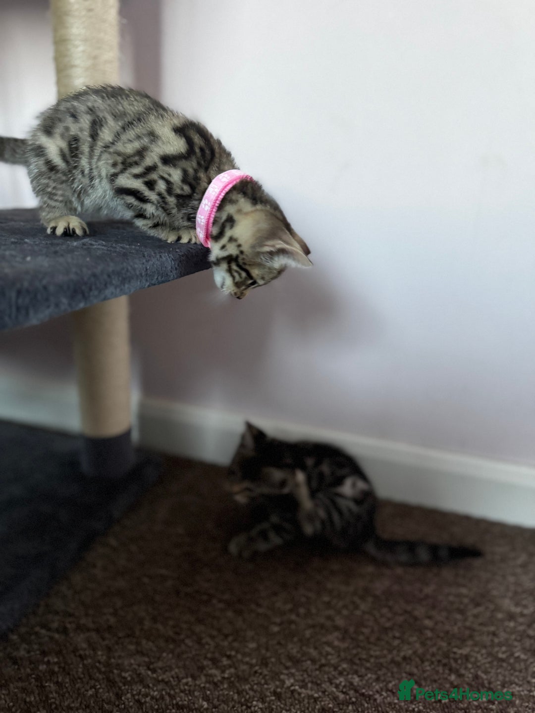 Bengal cats for sale: 🐆✨[REDUCED TO CLEAR!!] LAST THREE PURE BENGAL’S❤️ - Image 34