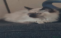 Ragdoll cats for sale: Ragdolls - Image 5