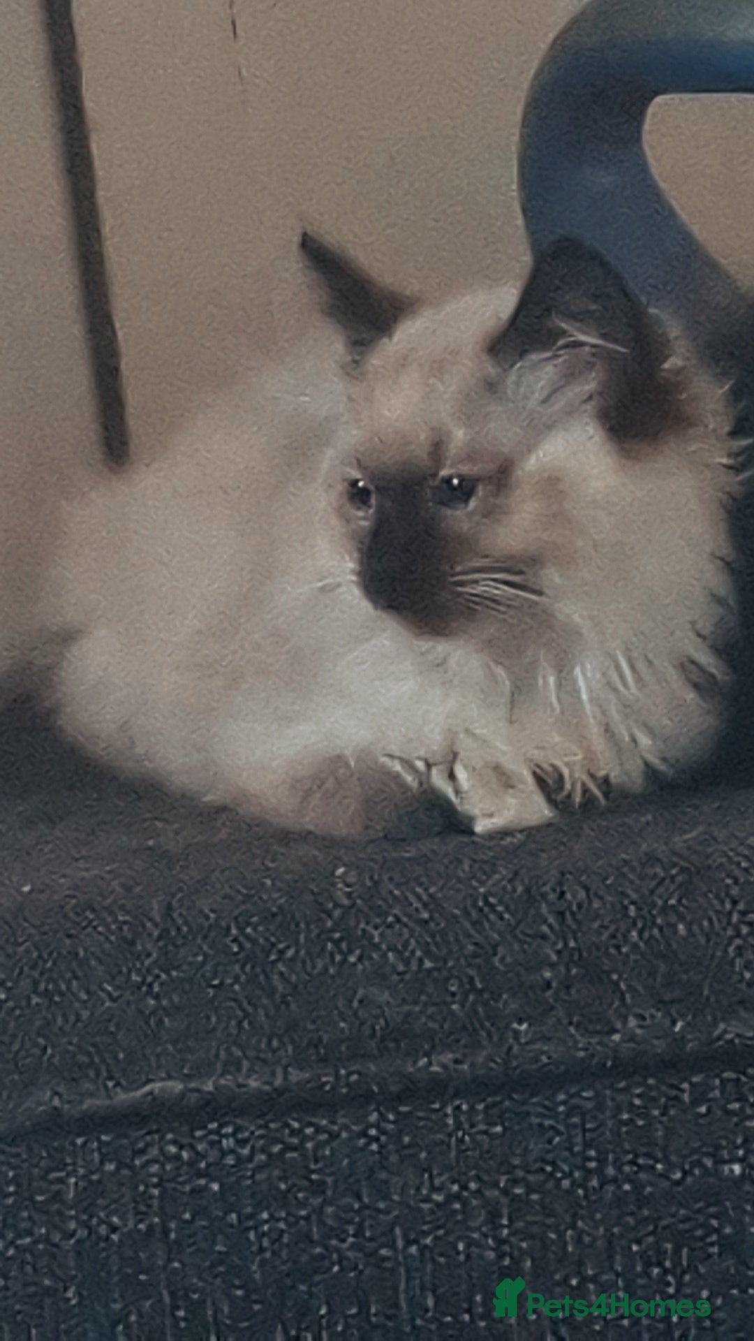 Ragdoll cats for sale: Ragdolls - Image 5