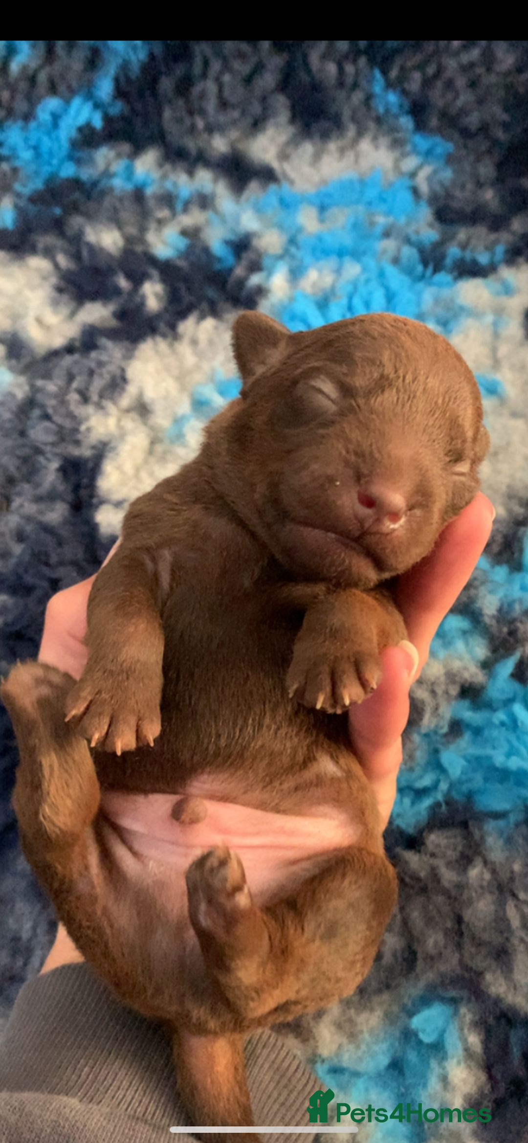 Patterdale Terrier dogs for sale: Beautiful chocolate patterdale terriers  - Image 2