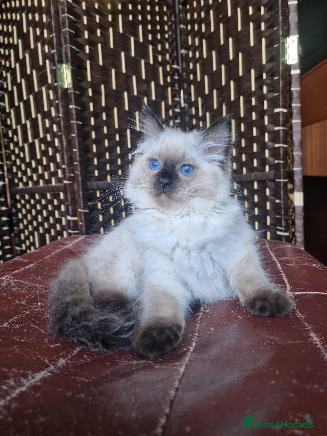 Ragdoll cats for sale: 1 Ragdoll girl left looking for a loving home  - Image 22