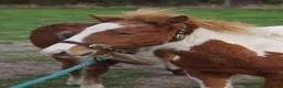 Dartmoor horses for sale: Beautiful & quiet Dartmoor Hill Colt in Colchester - Advert 1