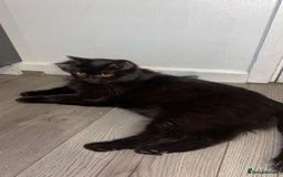 British Shorthair cats for sale: British shorthair, Russian blue and Persian mix   - Image 3