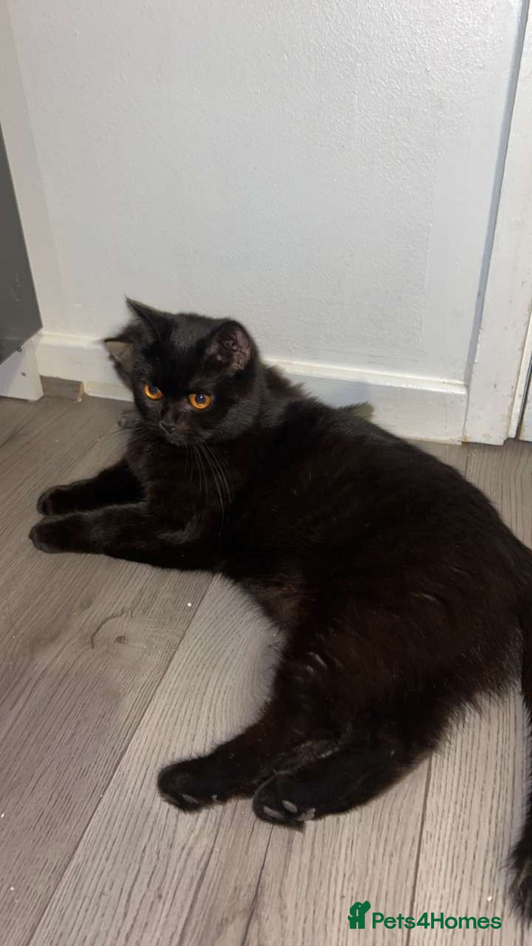 British Shorthair cats for sale: British shorthair, Russian blue and Persian mix   - Image 3