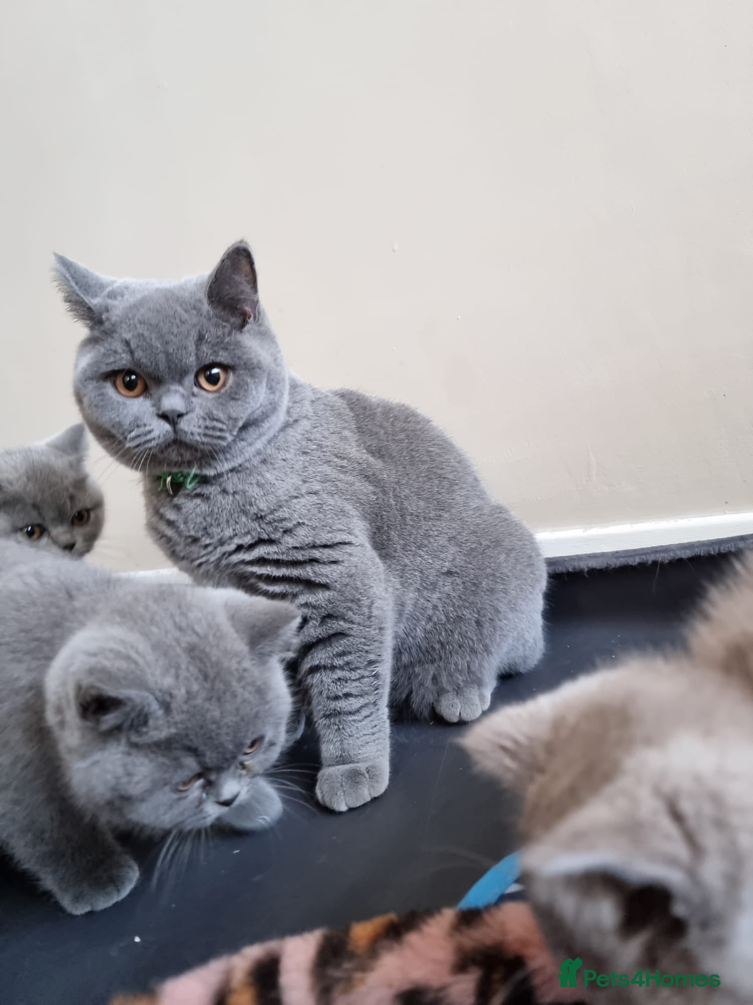 British Shorthair cats Last Female Ready Too Go GCCF Healthy Pedigree - Advert 6