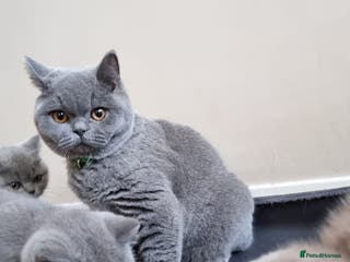 British Shorthair cats Last Female Ready Too Go GCCF Healthy Pedigree - Advert 15