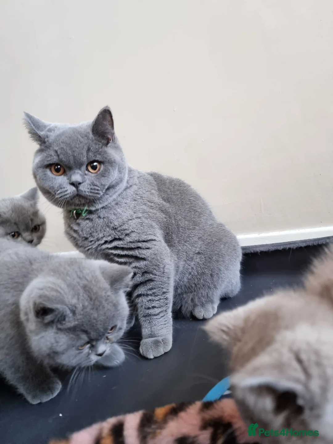 British Shorthair cats for sale: Last Female Ready Too Go GCCF Healthy Pedigree - Advert 2