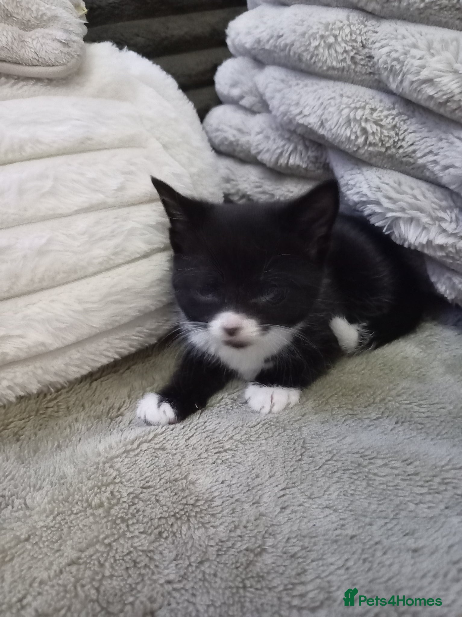 Mixed Breed cats Adorable tuxedo kittens  - Advert 5
