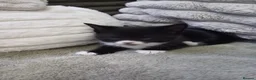 Mixed Breed cats for sale: Adorable tuxedo kittens  - Advert 1