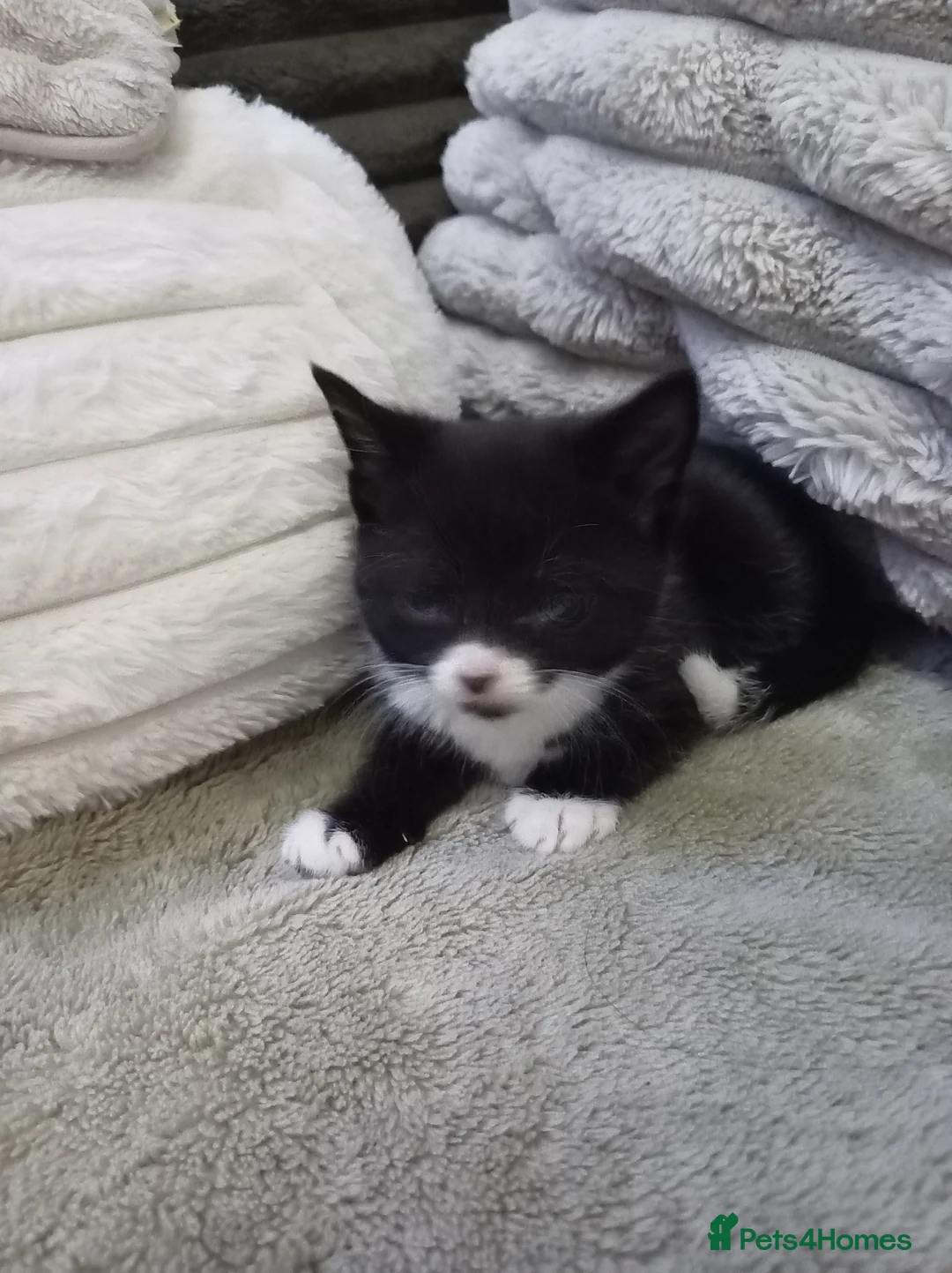 Mixed Breed cats for sale: Adorable tuxedo kittens  - Advert 1