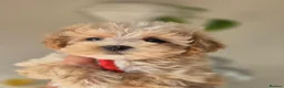 Toy Poodle dogs for stud: Red Toy Poodle Stud - Advert 10