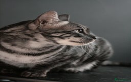 Bengal cats for sale: TICA Registered Silver Bengal Pair - Image 18