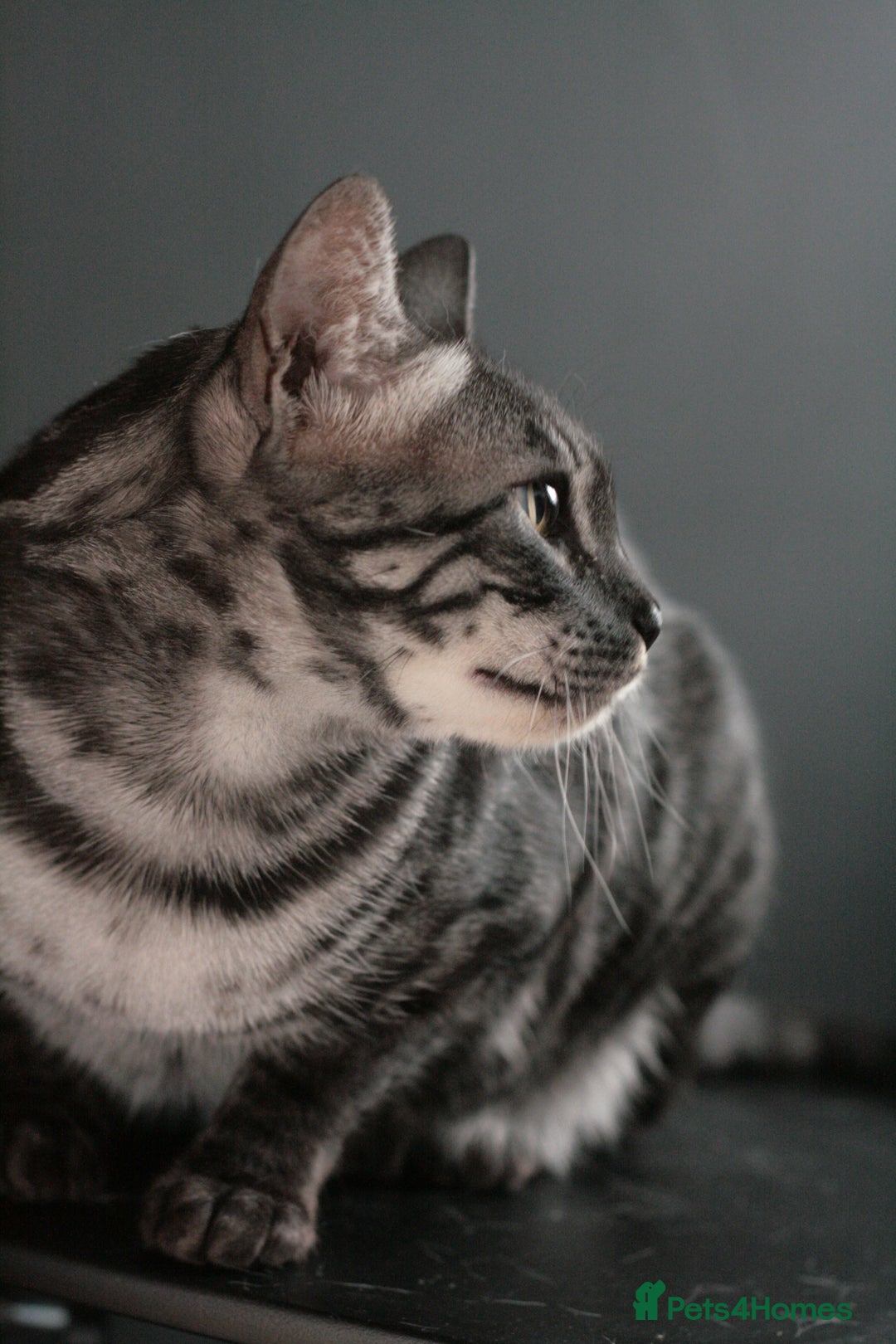 Bengal cats for sale: TICA Registered Silver Bengal Pair - Image 18