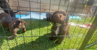 Mixed Breed dogs - Advert 3