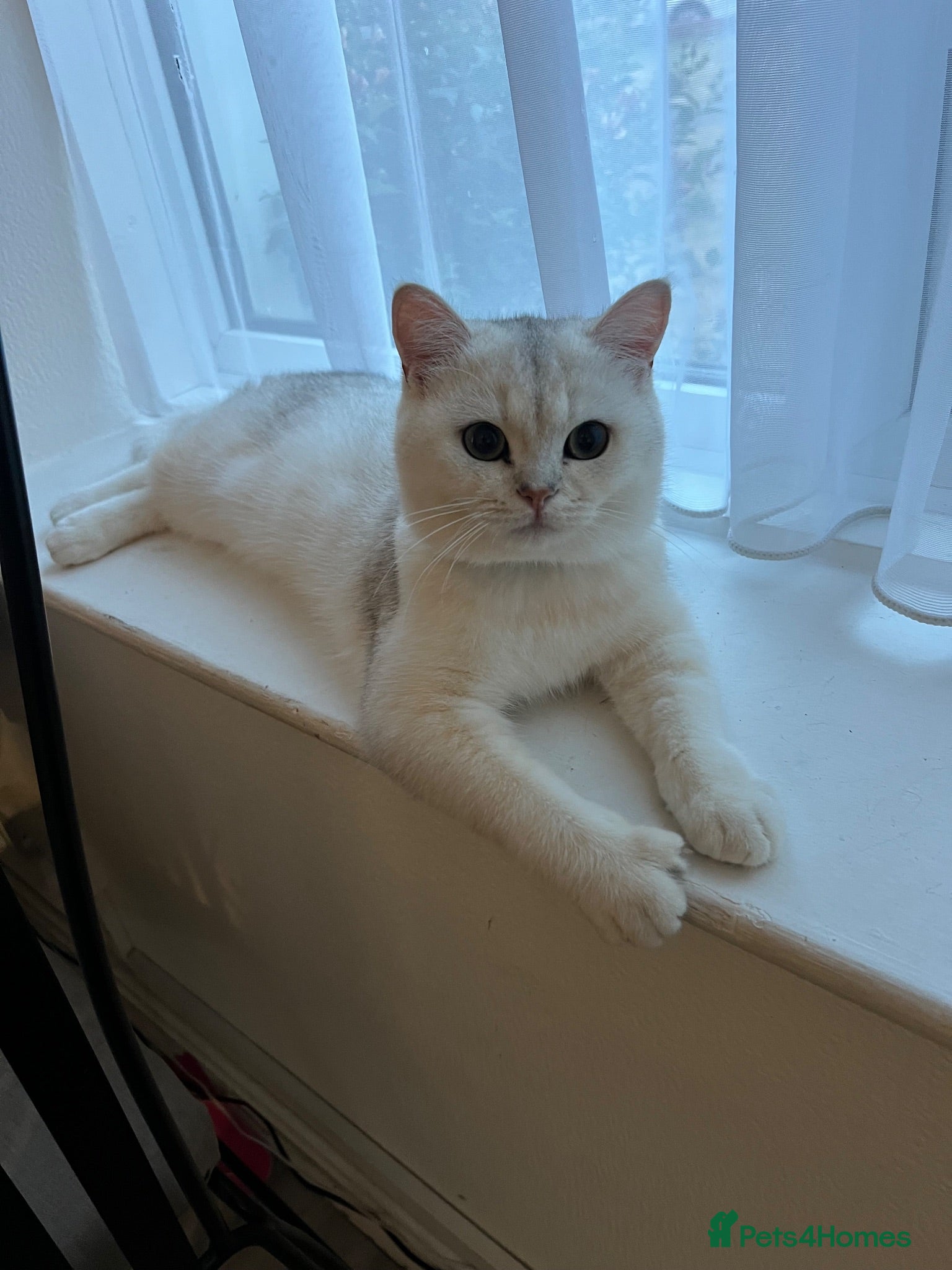 British Shorthair cats British short hair  - Advert 7