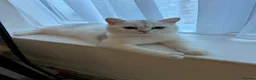 British Shorthair cats for sale: British short hair  in Rochester - Advert 1