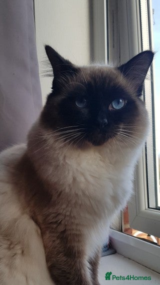 Ragdoll cats Ragdoll for stud in Peterlee - Advert 1