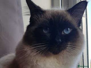 Ragdoll cats Ragdoll for stud in Peterlee - Advert 2