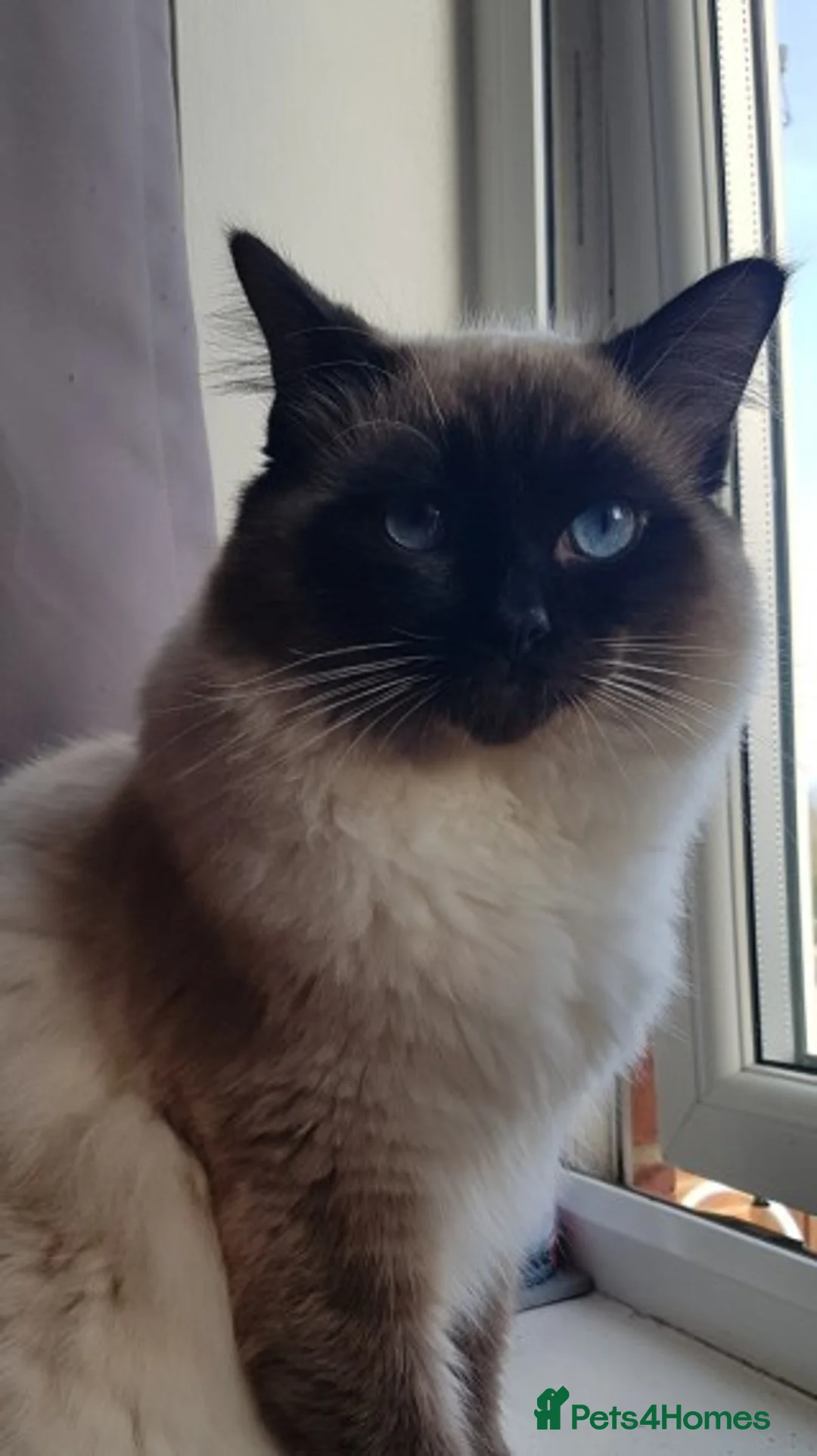 Ragdoll cats for stud: Ragdoll for stud in Peterlee - Advert 1
