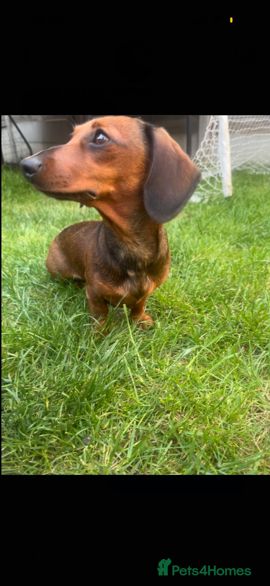 Miniature Dachshund dogs Miniature dachshund  - Advert 1