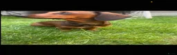 Miniature Dachshund dogs for sale: Miniature dachshund  - Advert 1