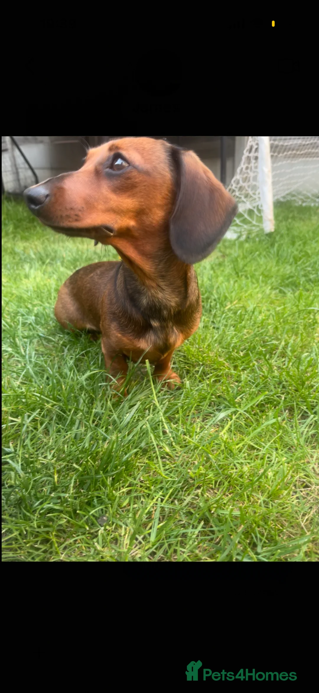 Miniature Dachshund dogs for sale: Miniature dachshund  - Advert 1