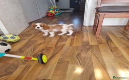 Cavalier King Charles Spaniel dogs for sale: Beautiful Blenheim puppies  - Image 16
