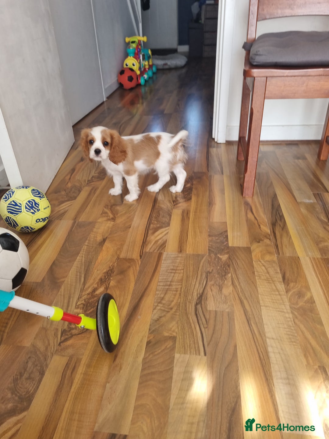 Cavalier King Charles Spaniel dogs for sale: Beautiful Blenheim puppies  - Image 16