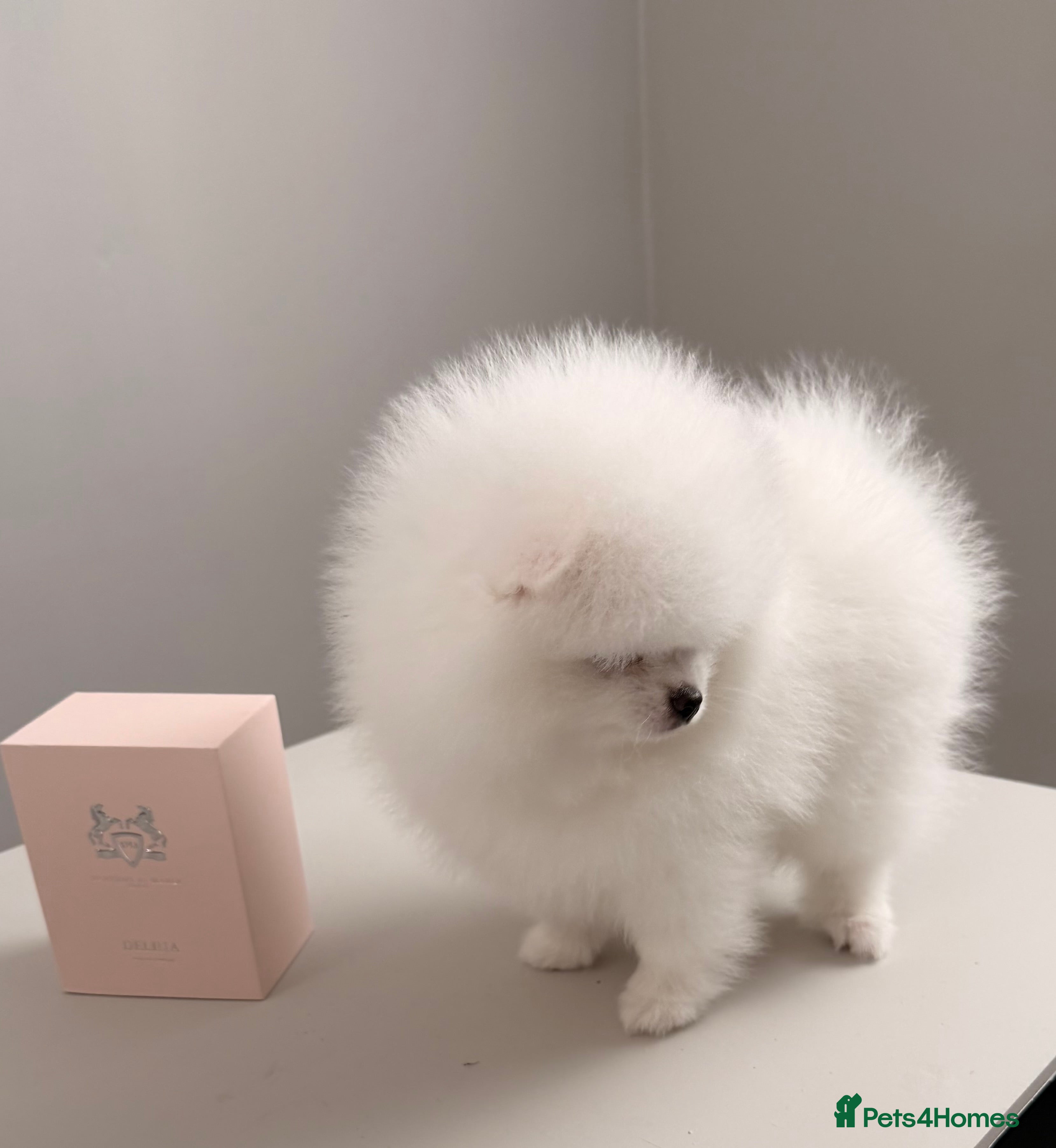 Pomeranian dogs Exceptional White Pomeranian Female – Top Pedigree - Advert 13