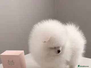 Pomeranian dogs Exceptional White Pomeranian Female – Top Pedigree - Advert 3