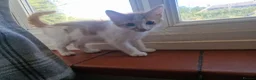 Mixed Breed cats for sale: 4 Male Mixed kittens £50 each  - Advert 7