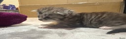 Maine Coon cats for sale: Beautiful Black/silver mackerel  tabby Maine coons - Advert 8