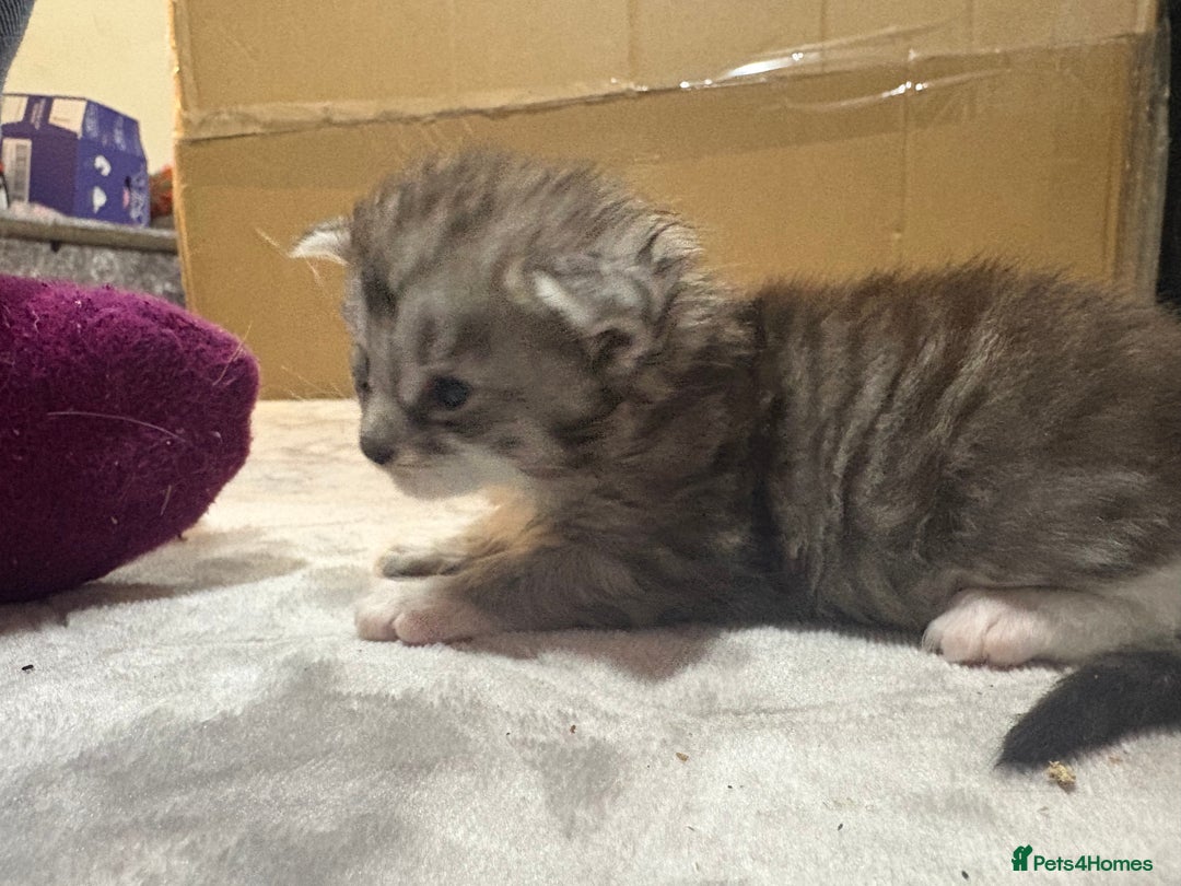 Maine Coon cats for sale: Beautiful Black/silver mackerel  tabby Maine coons - Advert 8