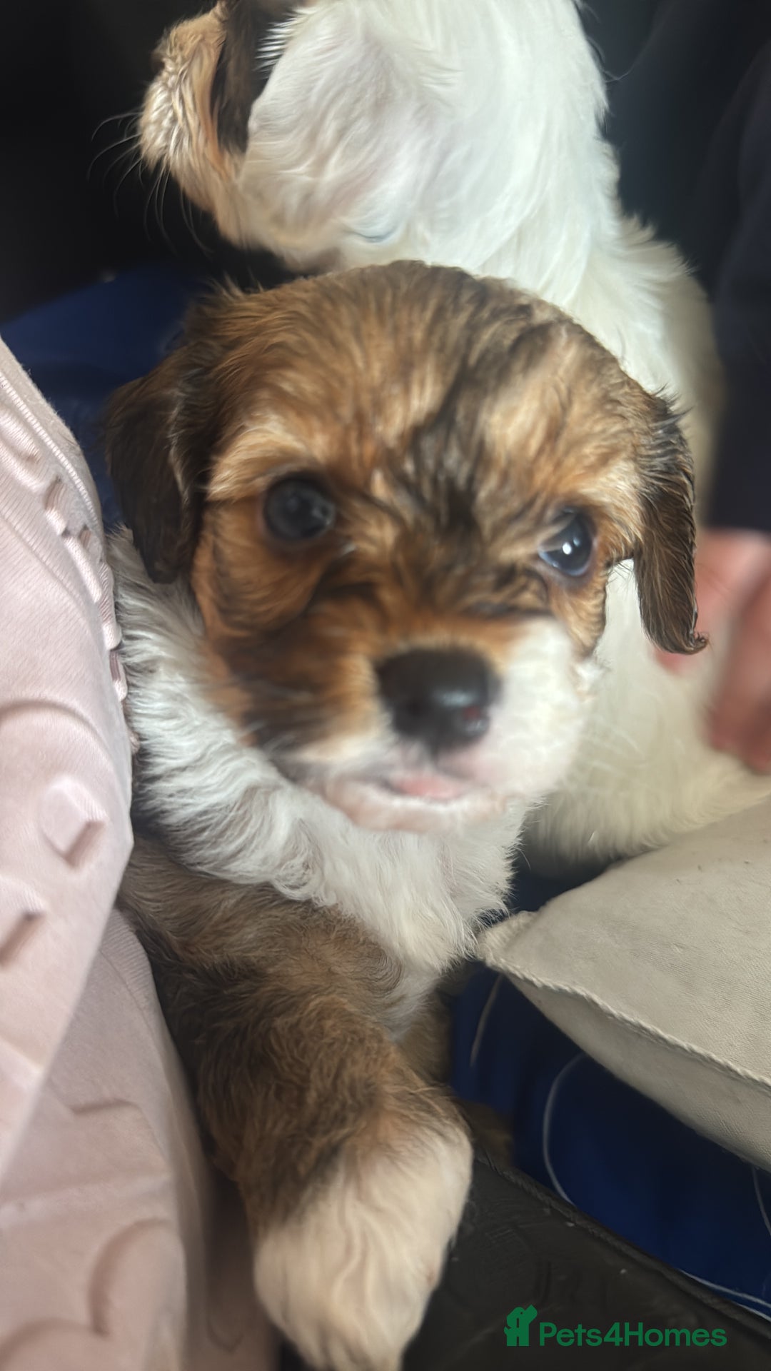 Jackapoo dogs for sale: Cavapoo x jack Russell puppies  - Image 18