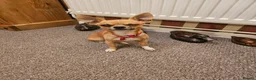 Chihuahua dogs for sale: APPLE HEAD BOY CHIHUAHUA - Advert 6