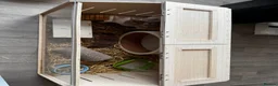 Hamster rodents for sale: Syrian hamster in Aylesbury - Advert 6