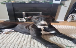 Mixed Breed dogs for sale: ATHENA - LURCHER X GREYHOUND PUP - Advert 5