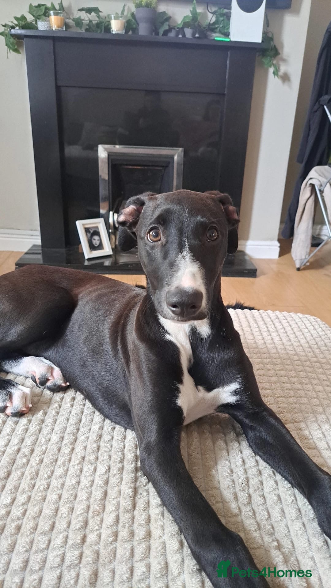 Mixed Breed dogs for sale: ATHENA - LURCHER X GREYHOUND PUP - Advert 5
