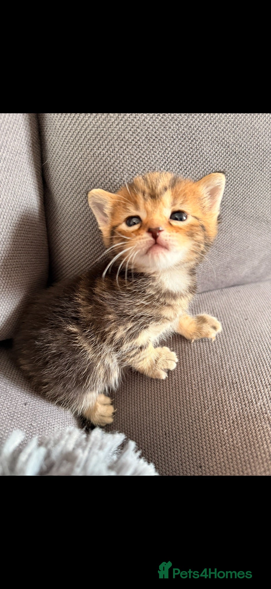 Mixed Breed cats Beautiful tabby kittens ready first week of July.  - Advert 8