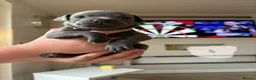 Staffordshire Bull Terrier dogs for sale: Staffordshire Bull Terrier pups x2 beautiful girls - Advert 20