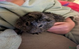 Guinea Pig rodents for sale: Two female guineapigs for rehoming - Image 5