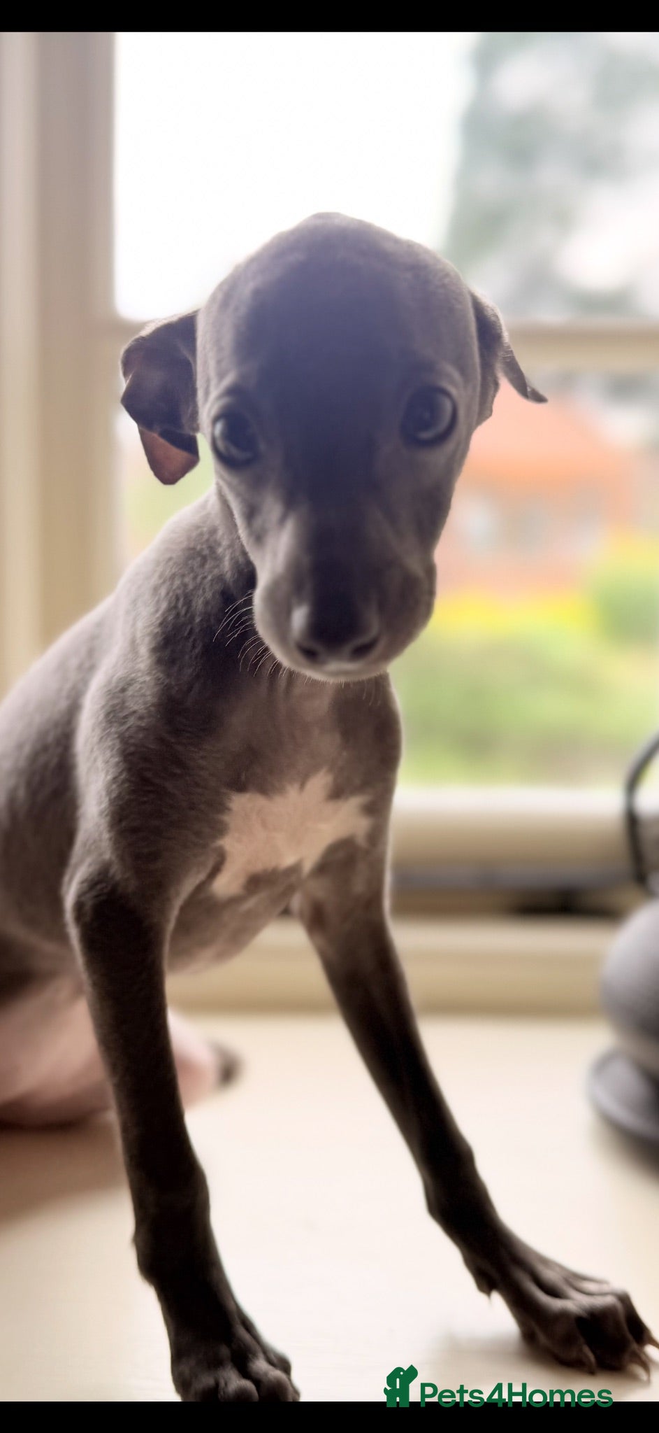 Italian Greyhound dogs Italian Greyhound KC  – Blue Girl & Fawn Boys - Advert 2