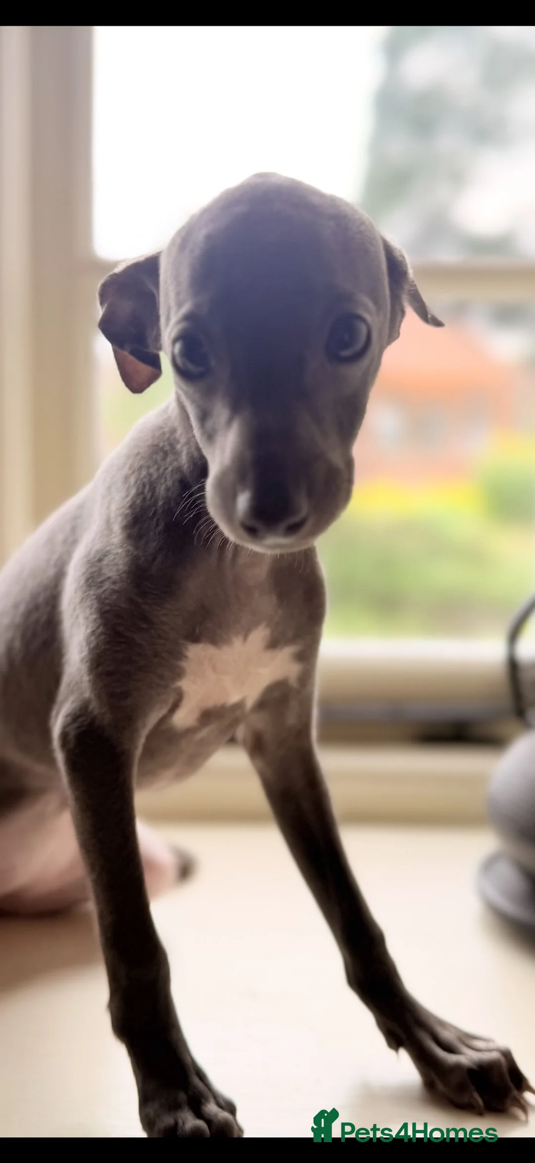 Italian Greyhound dogs for sale: Italian Greyhound KC  – Blue Girl & Fawn Boys - Advert 2